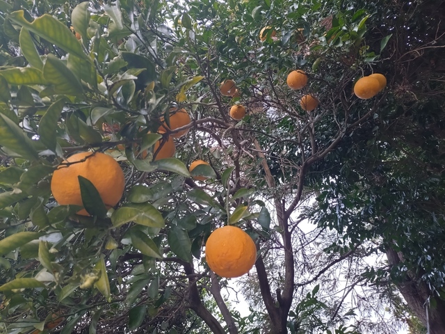 20250125_075919.JPG