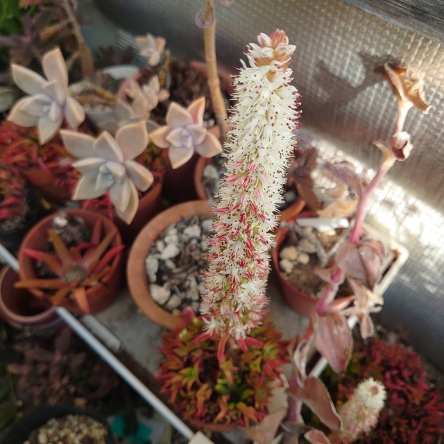 DSC_8091.JPG