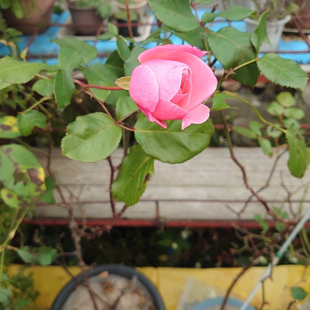 DSC_8103.JPG